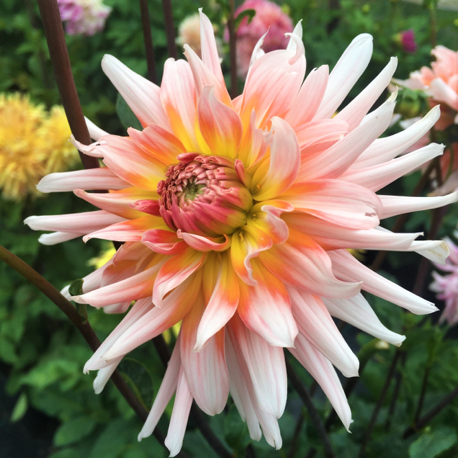 Dahlia Okapi's Sunset